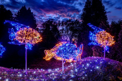 1634107579_20201102-ksiaz-palmiarnia-ogrody-swiatla-05