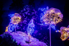 1634107685_20210111-zamek-ksiaz-palmiarnia-ogrody-swiatla-092