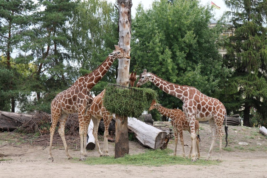 Zoo Wrocław otrzymało Złoty Certyfikat/fot. Pixabay